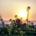 Een uitvaart is te regelen met een natura uitvaartverzekering